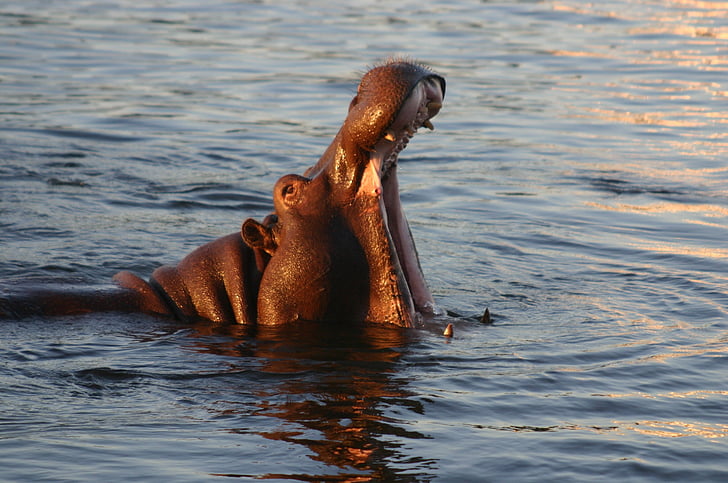 hypopotame, падането Виктория, Замбези, хипопотам, животните, дива природа, бозайник
