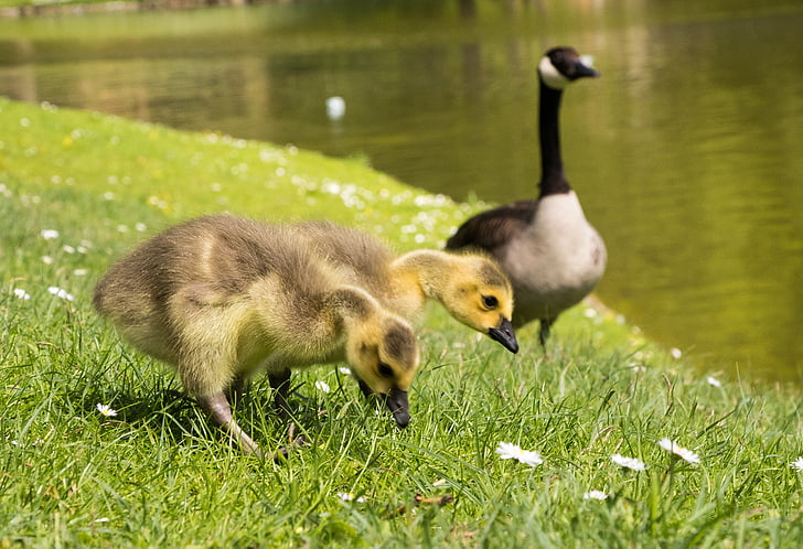 goslings, pilići, Kanada guske, guska, ptica, priroda, Životinjski svijet