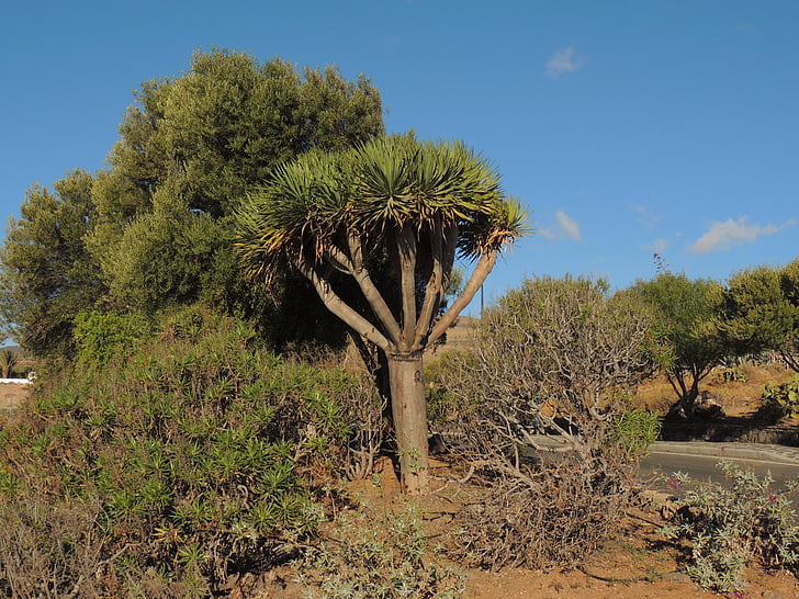 drzewo, Drago, Natura, The, Palmas de Gran Canaria, z, wielki