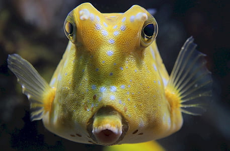 Lactoria cornuta, rifvissen, gehoornde koffervis, zee, Close-up, ogen, mond