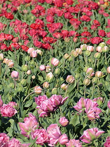 fleurs, couleurs, Holland, nature, arrière-plan, Bloom, fleur