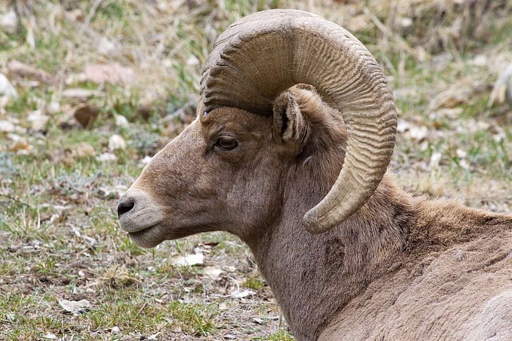 l'ovella gran banya, Colorado, animal, vida silvestre, ovelles, Mufló