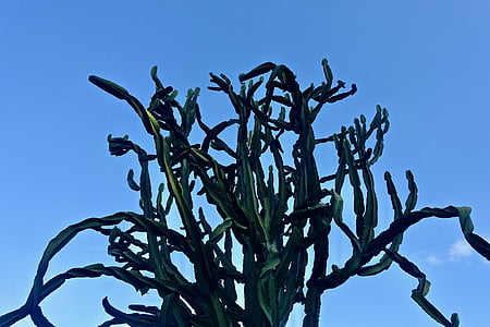 kaktus, saftige, tornede, økologisk, botanik, blade, plante