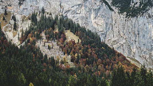 φωτογραφία, πράσινο, δέντρο, κοντά σε:, βουνό, της ημέρας, ορεινών περιοχών
