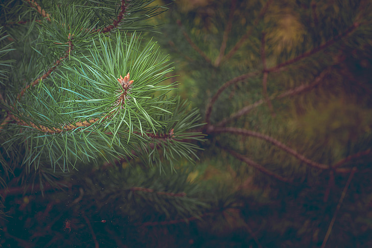 pine, forest, branch, conifer, needles, tree, christmas