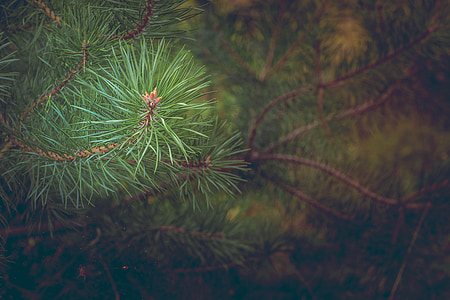 borovice, Les, větev, jehličnatý, jehly, strom, Vánoční