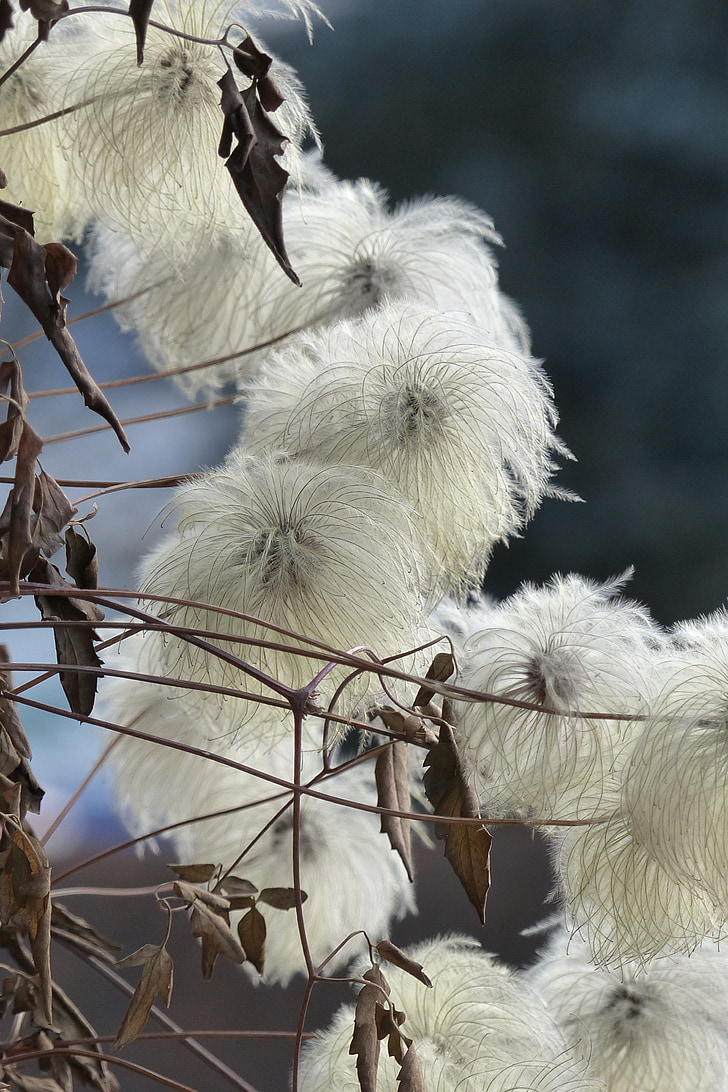 Clematis, viticella, floreció de, otoño, Blanco