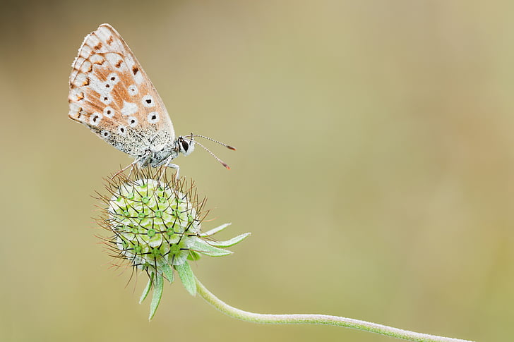 common blue, nature, macro, butterfly, insect, close, one animal