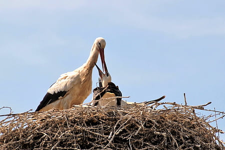 Stork, reir, fôring, nesting, stork's nest, fuglen, stigerør