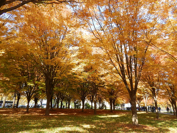 maple leaf, efterår, røde blade, træ, orange, orange blad, skov