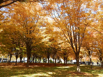 kļavas lapa, rudens, sarkanām lapām, koks, oranža, apelsīna lapu, meža