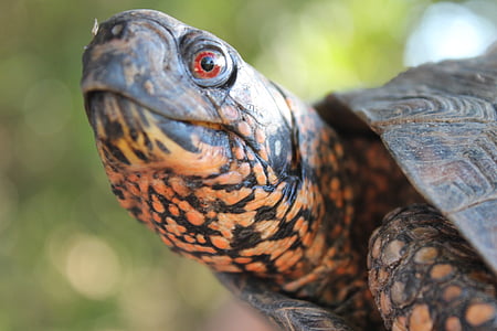 østlige boks turtle, krybdyr, skildpadde, østlige, Shell, Carolina, dyr