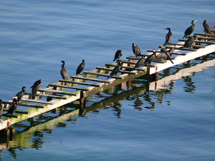 cormorant, bird, birds, sea, coast, water, animals