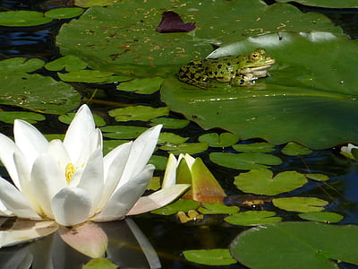 žába, rybník, Vodní lilie, Příroda, jezero, list, voda