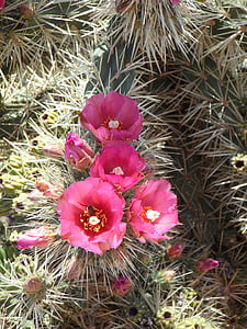 cactus, Espinosa, esperó, planta, flora, hivernacle de cactus, va assenyalar