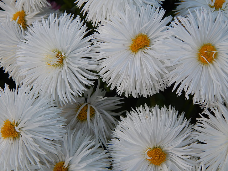 white, flower, nature, spring, plant