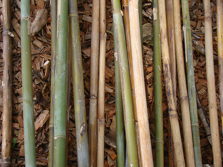 bambus, bambus stenger, anlegget, naturlig, botaniske, organisk, botanikk
