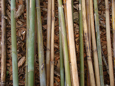 Bambus, Bambusstangen, Anlage, natürliche, Botanische, Bio, Botanik