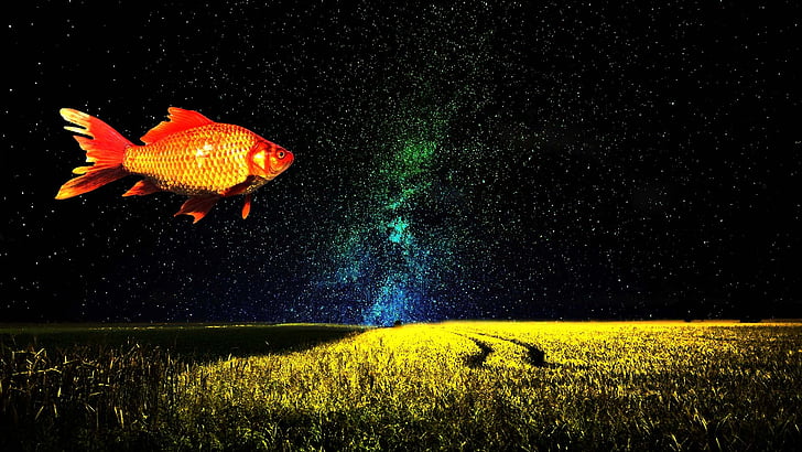 goldfish, fantasy, imagination, fish, surreal, sky, dream