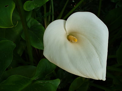 calla, flower, plant, blossom, bloom, white, nature