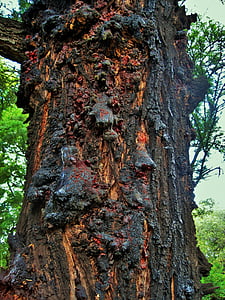 Silver oak, arbre, chêne, tronc, résine, durcissement, ambre