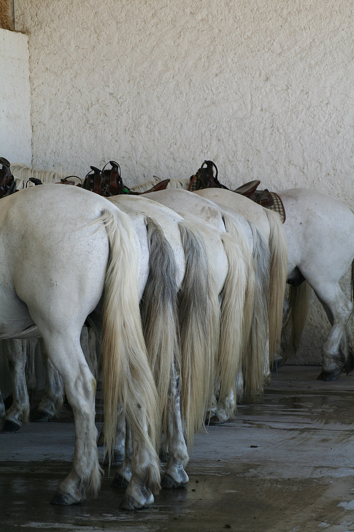 heste, Frankrig, Camargue
