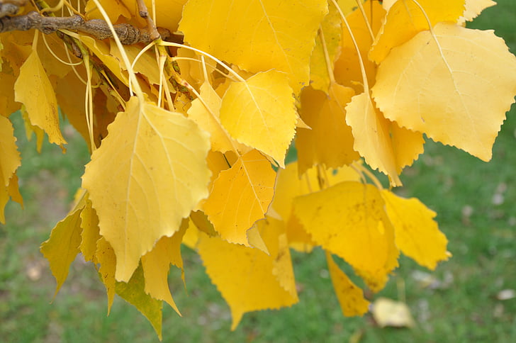 Birch, kuning, pohon, daun