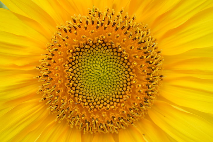 bunga matahari, kuning, jantung, matahari, bunga besar, bunga