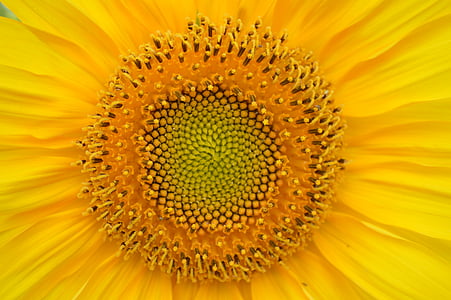 sunflower, yellow, heart, sun, big flower, flower