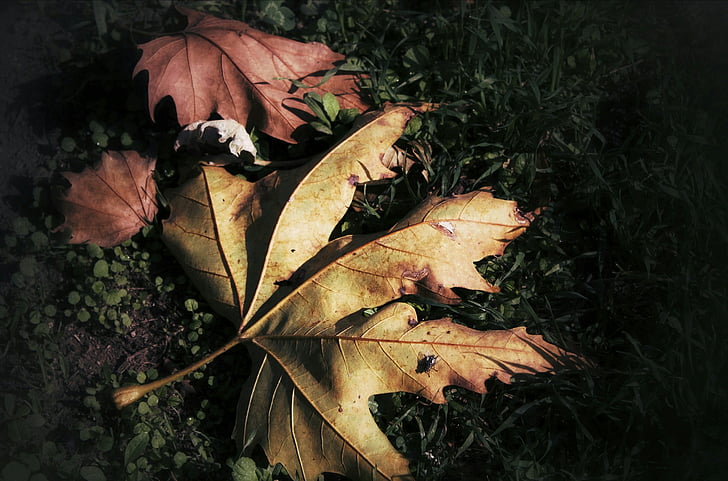 φύλλα, το φθινόπωρο, Κίτρινο