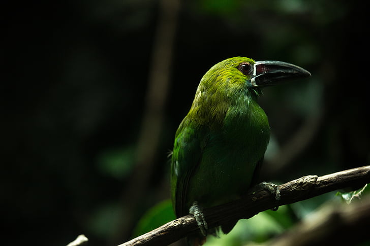 green, feathered, bird, black, long, beak, standing