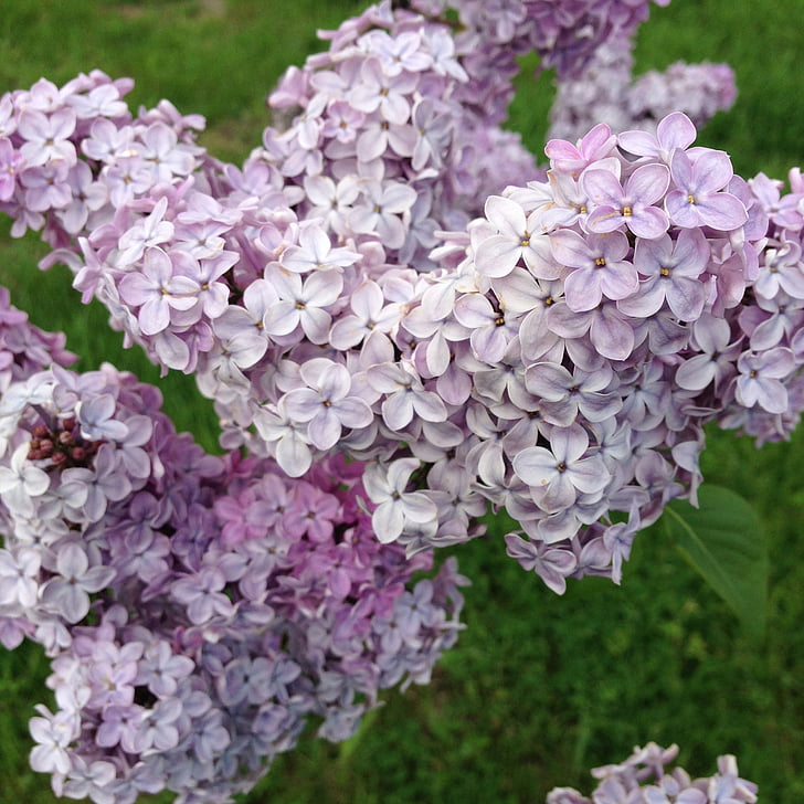 spring, lilac, flowers, nature, lilac flowers, plant, flower
