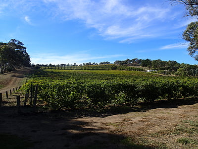 Vines, vigneti australiani, viticoltura, paesaggio, Australia, alberi, cielo blu