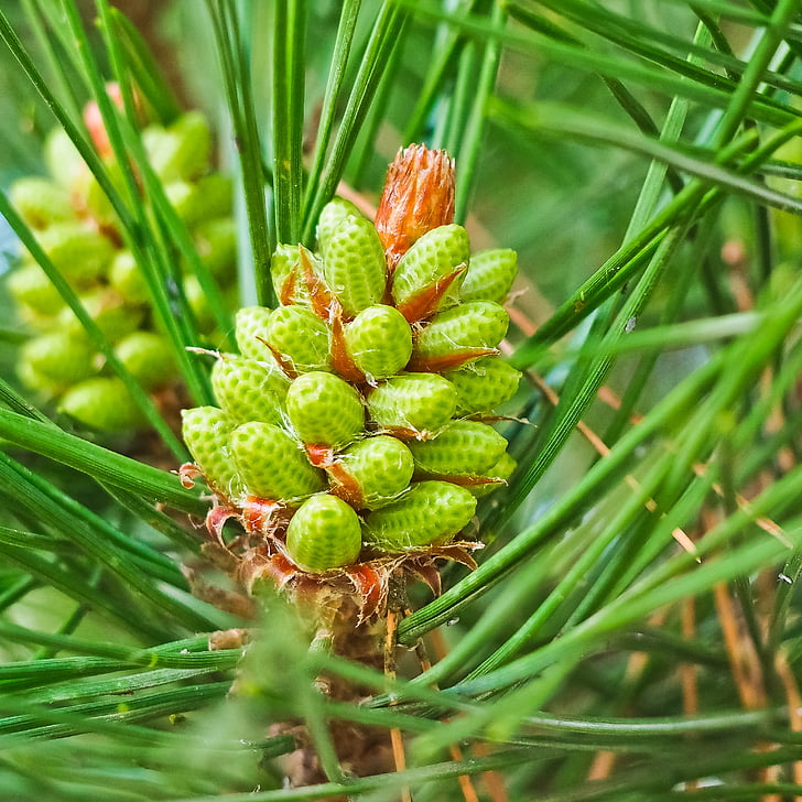 Pine, Pinus, twee naalden, Pine broeikasgassen, naalden, boom, conifer