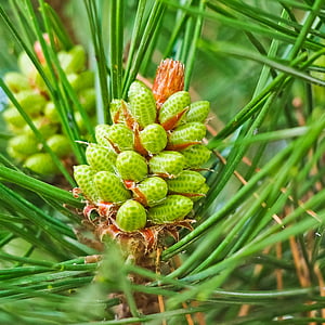 pin, Pinus, deux aiguilles, serre de pin, aiguilles, arbre, conifère