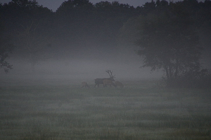deer rutting, red deer, duvenstedter brook, autumn, fog, landscape, field