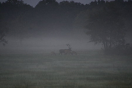 cerf formation d’ornières, Red deer, ruisseau de duvenstedter, automne, brouillard, paysage, domaine