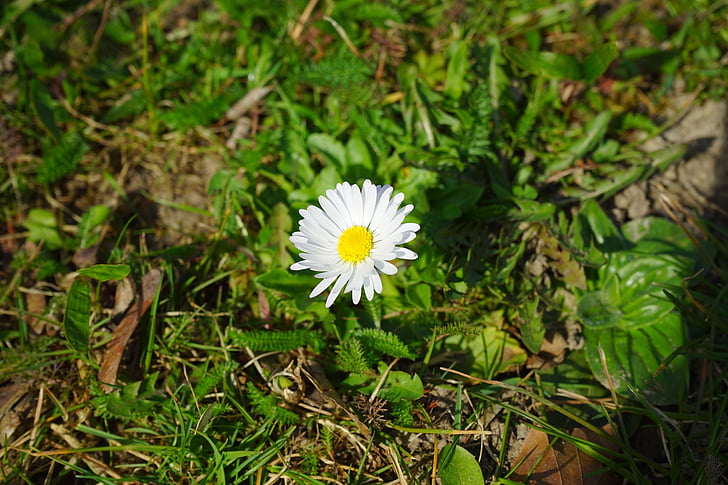 Daisy, Hoa, Blossom, nở hoa, trắng, Bellis triết học, multiannual daisy