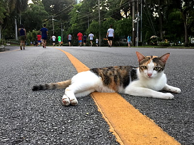 kaķis, Taizeme, dzīvnieku, PET, portrets, Taju, pūkains