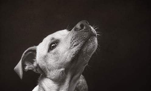 pes, zviera, PET, milý, šteňa, smiešny, portrét