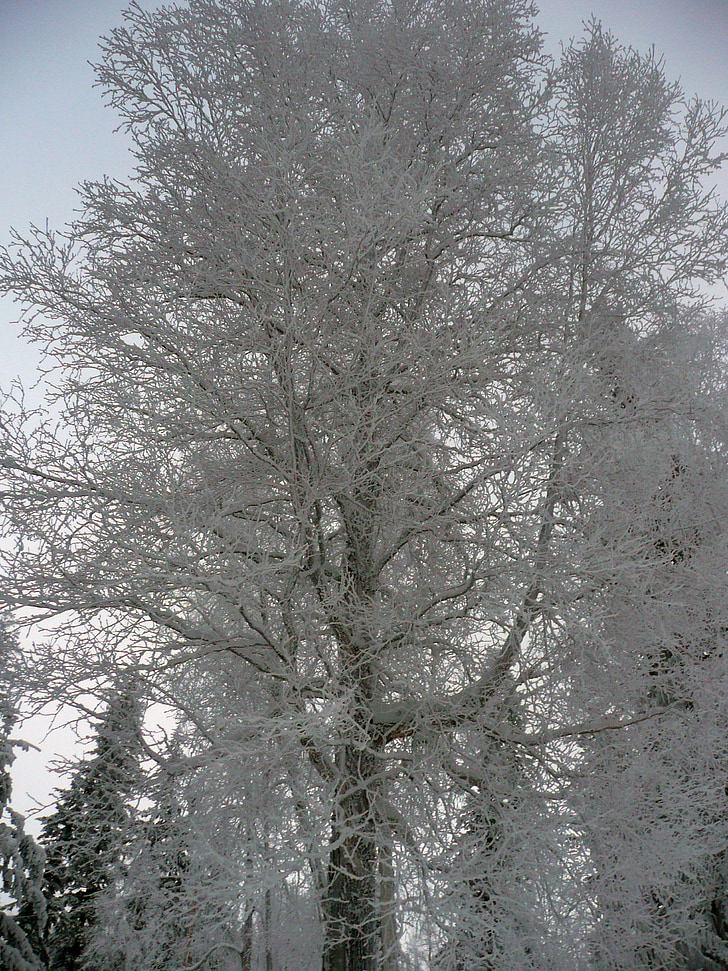 Vinter, trær, Vinter magic, snø, kalde, natur, Vær
