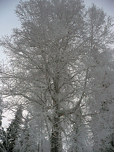 Inverno, árvores, magia do inverno, neve, frio, natureza, tempo