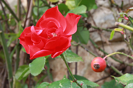 Rosa, steeg, rood, bloem