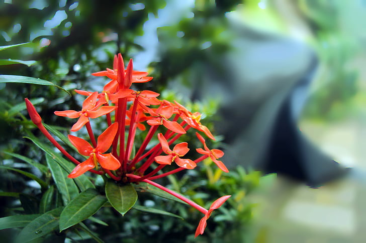 flor de Santan, Santan, kanakambaram, flor de kanakambaram, flor, Sri lanka, flor roja