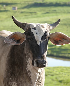 Корова, Boi, крупный рогатый скот, животное, Телятина, поле, roça