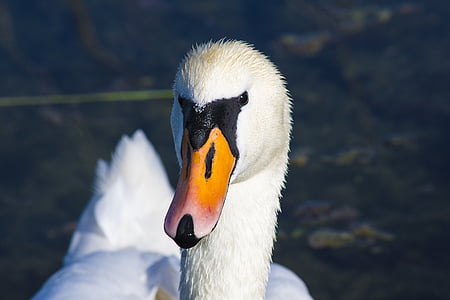 Swan, pasăre, pasăre de apă, animale, alb, schwimmvogel, natura