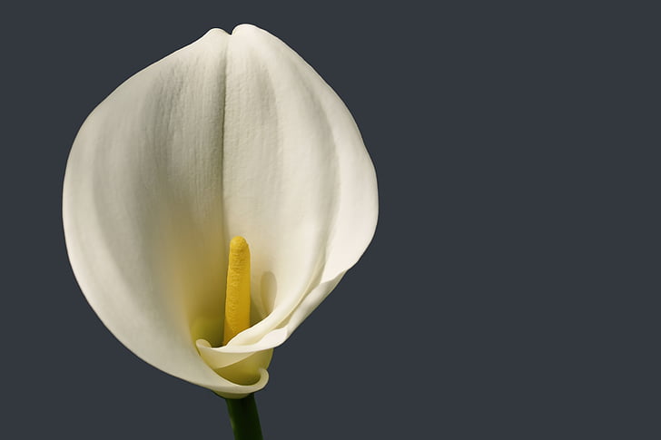 flower, bloom calla, white blossom, black background, studio shot, no people, close-up