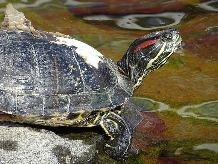 turtle, pond, water, reptile, terrapin, shell, aquatic