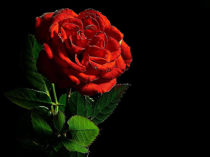 กุหลาบ, สีแดง, ดอกไม้, ความรัก, โรแมนติก