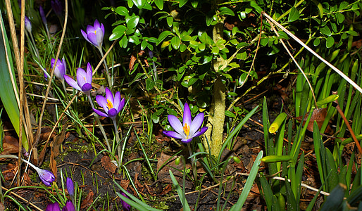 crocus, flowers, beginning of march, purple, spring flowers, violet, garden